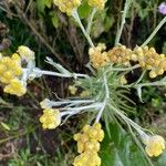 Pseudognaphalium gaudichaudianum Flower
