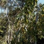Smilax neocaledonica Elinympäristö