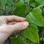 Smilax rotundifoliaЛист