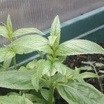 Epilobium tetragonumLeaf