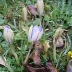 Crocus imperati Vekstform