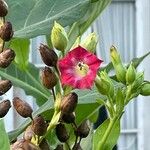 Nicotiana tabacum Blüte