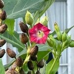 Nicotiana tabacum Flower