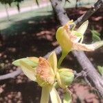 Tamarindus indica Blüte