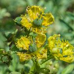 Ruta chalepensis Flor