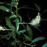 Salix lasiandra Flower
