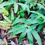 Dryopteris sieboldii Leaf