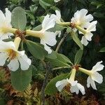 Rhododendron gardenia Flor