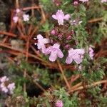 Thymus herba-barona Çiçek
