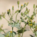 Senecio mohavensis Flor
