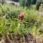 Dracocephalum ruyschiana Çiçek