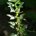 Ammannia baccifera 整株植物