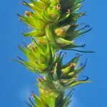 Carex vulpina Květ