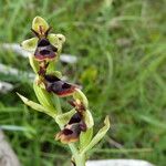 Ophrys insectifera 树皮