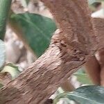 Acokanthera oppositifolia Bark