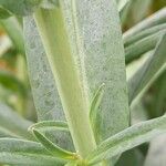 Lysimachia ephemerum (Écorce)