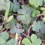 Oxalis corniculata Blad