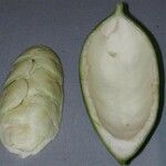 Anemopaegma chrysoleucum autre