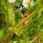 Erigeron strigosus Ŝelo