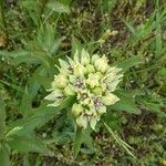 Asclepias viridis Blomma