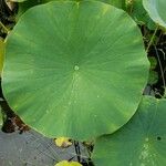 Nelumbo nucifera 葉