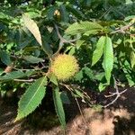 Castanea crenata 果實