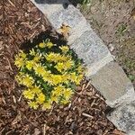 Chrysanthemum indicum 花