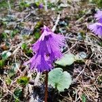 Soldanella alpina फूल