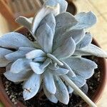 Echeveria laui ഇല