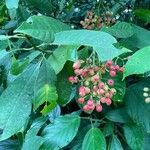 Chrysochlamys glauca Flor