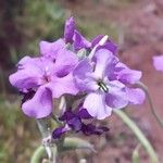 Matthiola parviflora