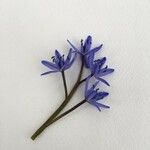 Scilla bifoliaFlower