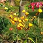Solanum mammosum Floare