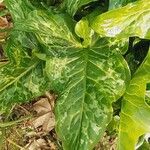 Arum italicum x Arum maculatum Hoja