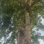 Populus nigra Rusca