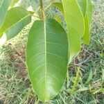 Ficus citrifolia Yaprak