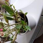 Kalanchoe miniata Blatt