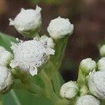 Parthenium integrifolium Çiçek
