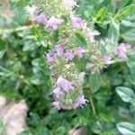 Thymus gobicus Цветок