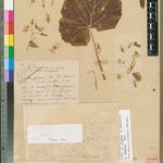Begonia perrieri Otro