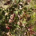 Viburnum edule Leaf