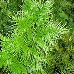 Selaginella pallescens Іншае