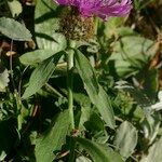 Centaurea jordaniana その他の提案