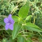 Ruellia prostrata 葉