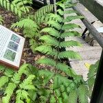 Dryopteris goldieana Folha