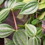 Peperomia quadrangularis Hoja
