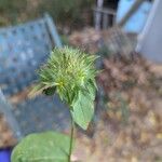 Jacquemontia tamnifolia Blomst