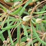 Hypertelis cerviana Flower