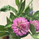 Trifolium pratense花