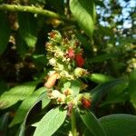 Kohleria spicata Muu